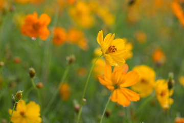Yellow cosmos wildflowers in a field on a warm rainy spring day