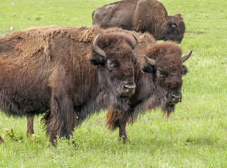 American Bison