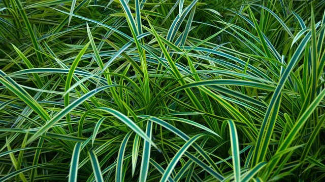 UltraHD video - Long, linear, bicolor leaves of an ornamental grass cultivar, planted in a beautifully maintained garden.