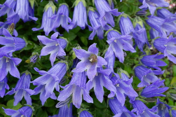 Blue bell flowers Campanula Chamissonis