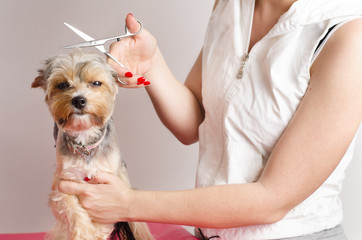Funny dog does not like being groomed, selective focus on eyes and human hand.