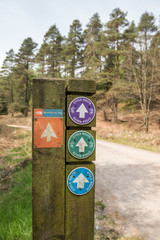 Grizdale forest, England, 06/06/2016, North Face Trail, Cycle bicycle route signs on a wooden post in a forest, with a track disappearing into the distance