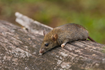 Wild mouse in the forest