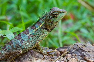 Close up Green crested lizard