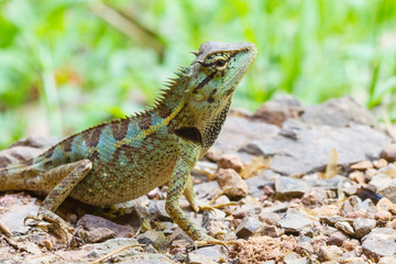 Close up Green crested lizard