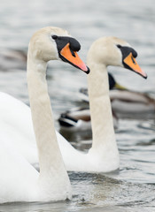 An beautiful white Swan  swimming on a lake.