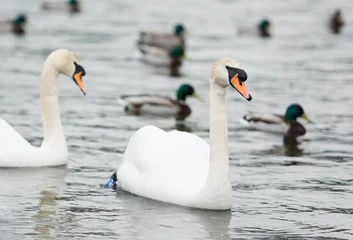 Photo sur Aluminium Cygne An beautiful white Swan  swimming on a lake.