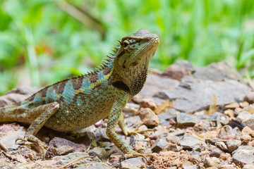 Close up Green crested lizard