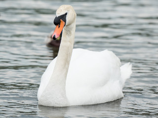 Fototapeta premium An beautiful white Swan swimming on a lake.