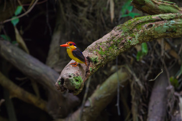  black-backed (oriental dwaft) kingfisher on the branch in natur