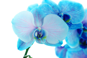 Naklejka na ściany i meble Beautiful blue orchid flowers, close up