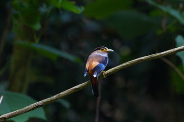 colorful bird Silver-breasted broadbil