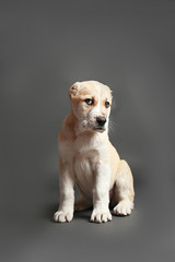Central Asian Shepherd puppy on grey background