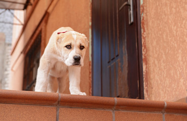 Central Asian Shepherd puppy on the porch