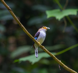 colorful bird Silver-breasted broadbil