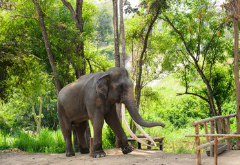 Asian very long ivory elephant chained under the trees.