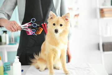 Cute dog Spitz at groomer salon
