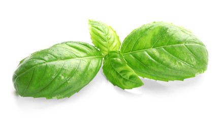 Fresh basil leaves on white background