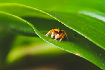 spider on a leaf, selective focus