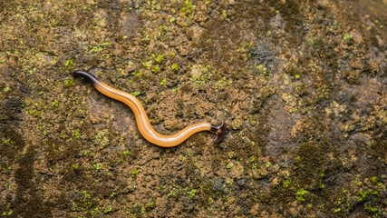 hammerhead worm