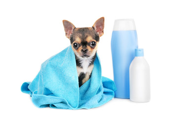 Chihuahua puppy after bath isolated on white