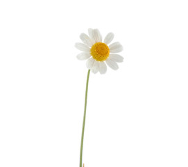 White daisy with stem on white background