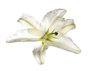 Fototapeta na wymiar White lily, isolated on white