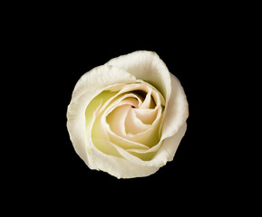 Yellow flower on black background