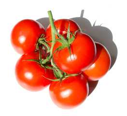 Vibrant organic vine ripe tomatoes in the sunshine isolated on a white background