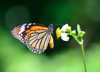 Monarch butterfly, tiger butterfly collecting nectar on wild grass flower.