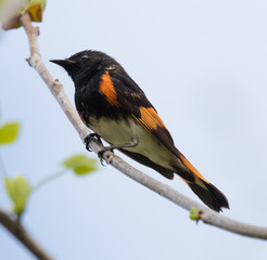 American Redstart