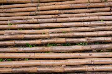 A line of yellow bamboo wall that fade and age by time.