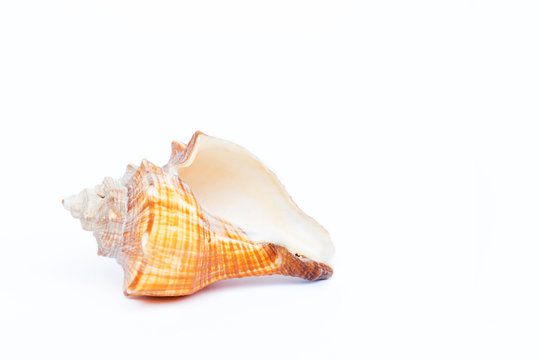 The sea shell on white background