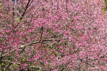 Soft focus Cherry Blossom or Sakura flower on nature background