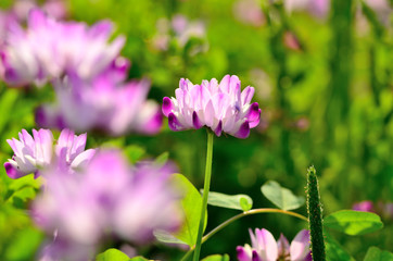 Fototapeta premium 蓮華草