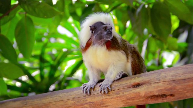 FullHD video - Little Cotton-top Tamarin Monkey, with his distinctive brown and white fur