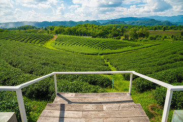 Tea plantations in Chiangrai the northern province in Thailand. © boyloso