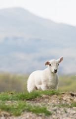Cute baby lamb looking into the camera in an english countryside setting