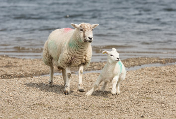 A number tagged Sheep, with a baby lamb by a lakeside beach.