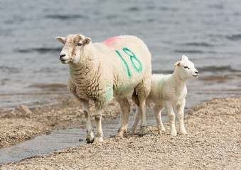 A number tagged Sheep, with a baby lamb by a lakeside beach.
