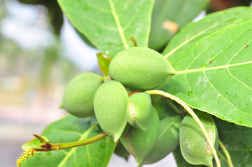 Terminalia catappa fruit