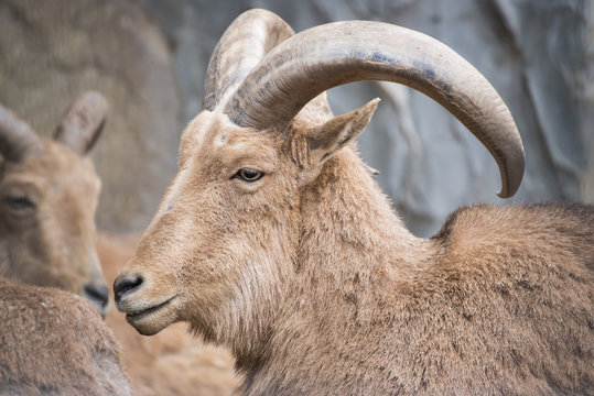 ammotragus lervia or barbary sheep at zoo