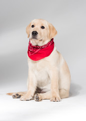Beautiful puppy labrador retriever wearing a neck scarf, against a white background