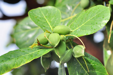 Terminalia catappa fruit