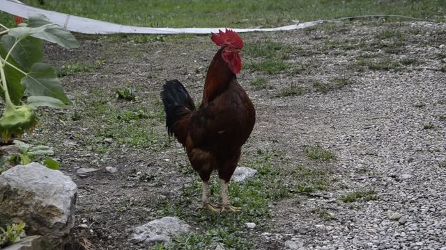 కోడి கோழி Domaća koko&scaron; Курка Tovuq Курица Gallus gallus domesticus Gallo Kur dom&aacute;c&iacute; ไก่ 鸡 