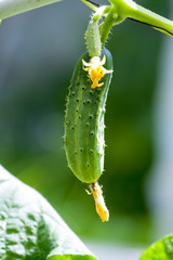 cucumber on a branch