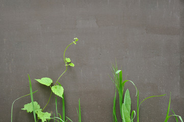 Plants on the background of metallic painted surface
