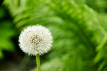 Fluffy dandelion