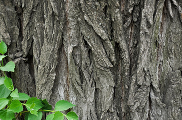 Bark of an old walnut