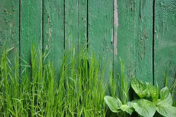 Grass on a background of an old fence